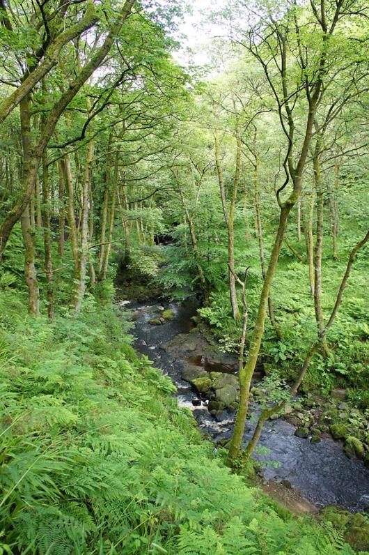 Beautiful Riverside Home, Hebden Bridge, Woodland Views, Sleeps 2 - 9 エクステリア 写真
